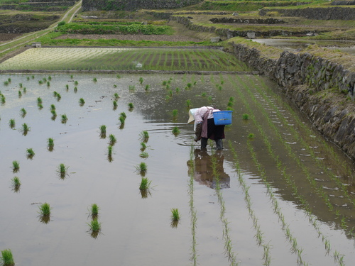 石垣田　田植え2015.jpg